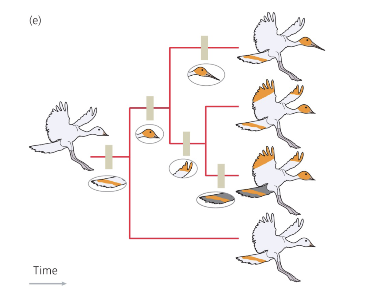A bird phylogeny diagram mapping orange plumage traits onto branches over time.